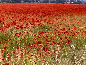 Mohnblumen