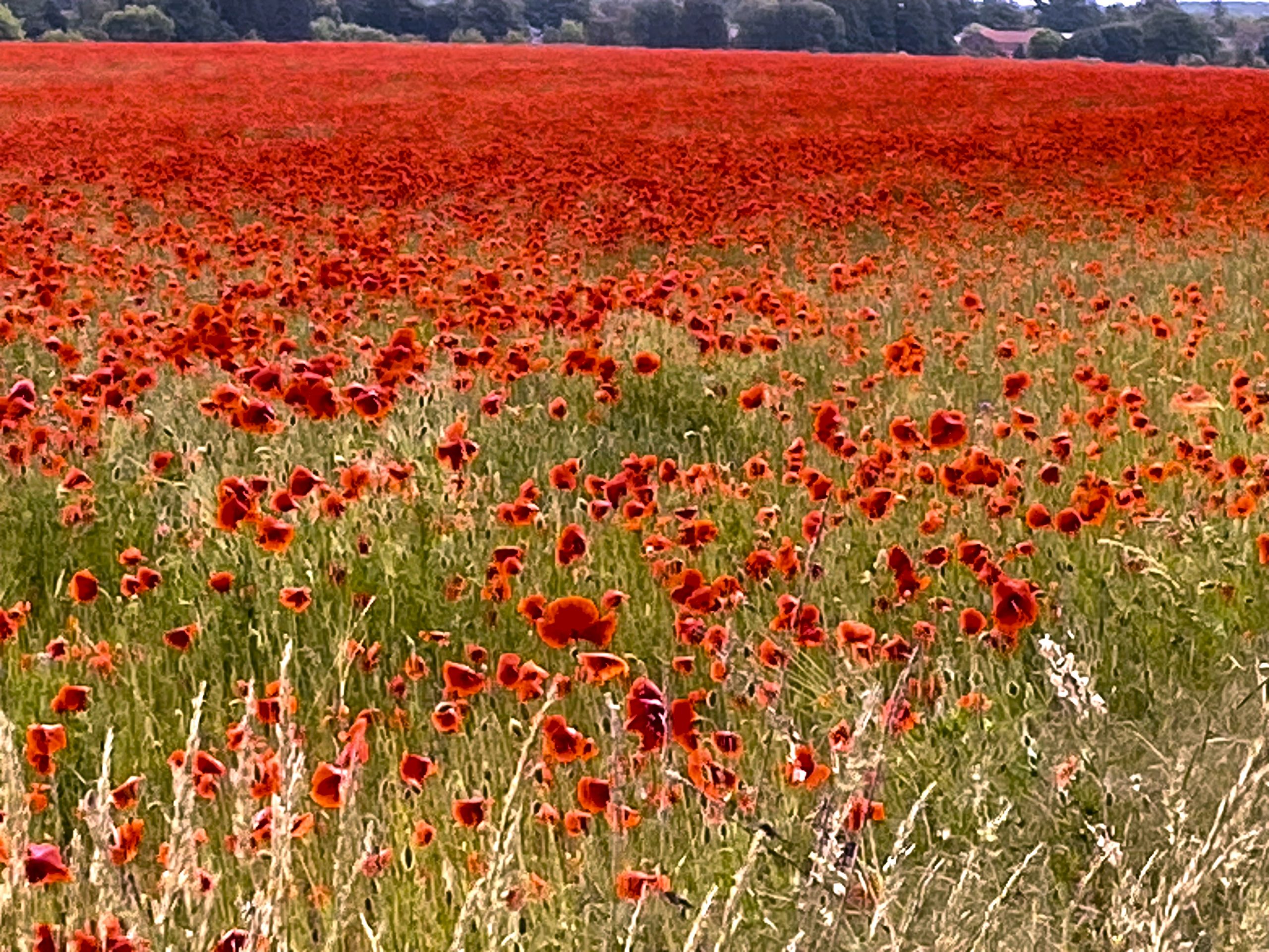 Mohnblumen