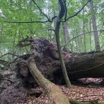 Binner Schlucht, Baum