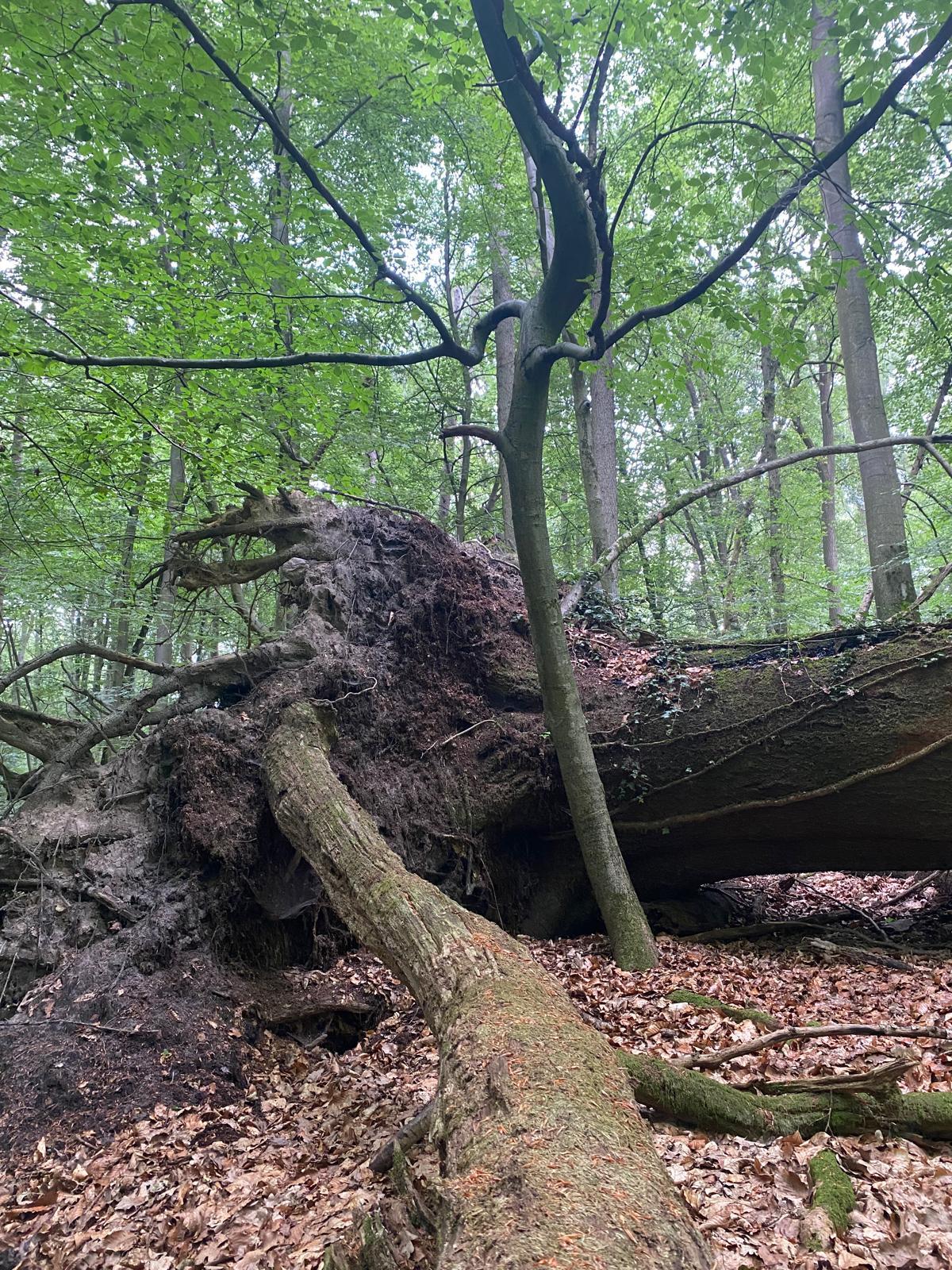 Binner Schlucht, Baum